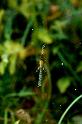 Argiope_bruennichi_P1500_Z_83_Les Gris_Frankrijk